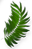 leaf-4