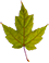 leaf-3